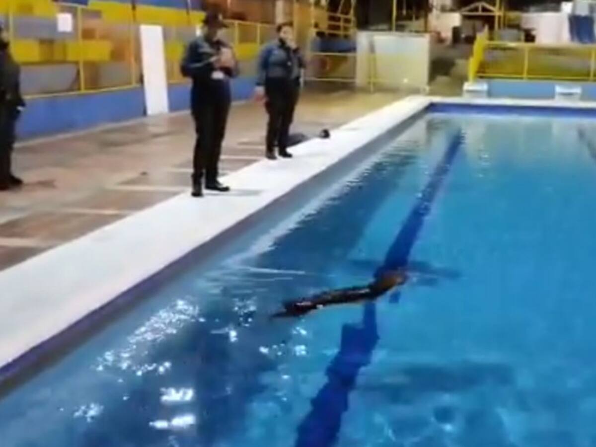 VIDEO: El chapuzón del chigüiro en una piscina olímpica
