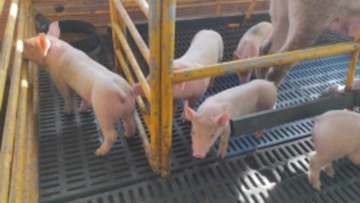 ICA prohíbe productos porcinos de España para evitar ingreso de Peste Porcina Africana a Colombia