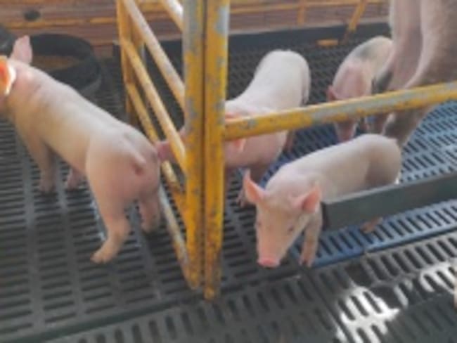 proyecto de porcicultura de COOJAPAL