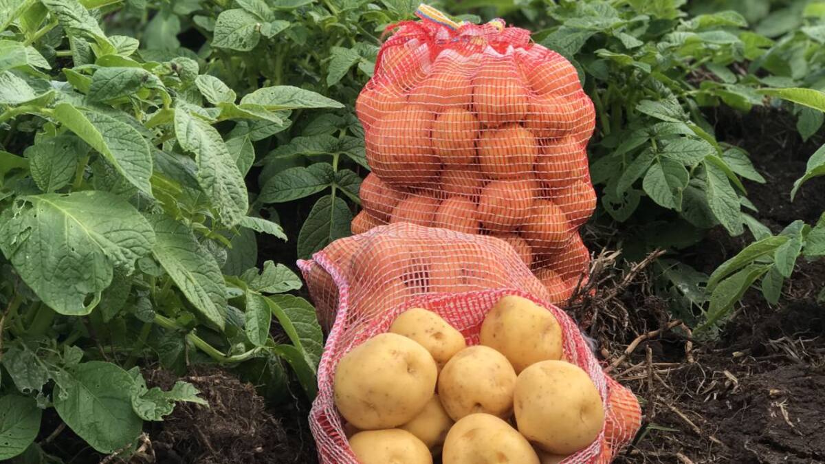 Agrosavia y sus ofertas tecnológicas para mejorar la producción en el campo