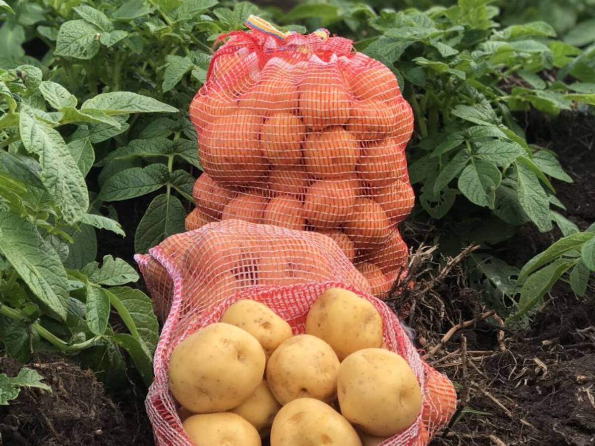 Agrosavia y sus ofertas tecnológicas para mejorar la producción en el campo