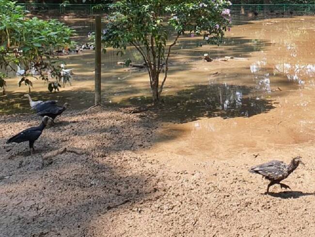 Rescatan 41 tortugas del lodo tras avalancha