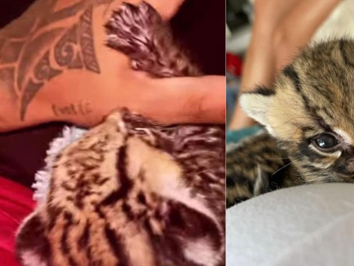 Exotic DJ y su novia son vinculados a posible caso de tráfico y compra de fauna salvaje
