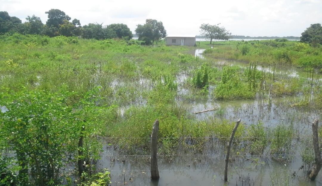 Cultivos inundados por el río Magdalena