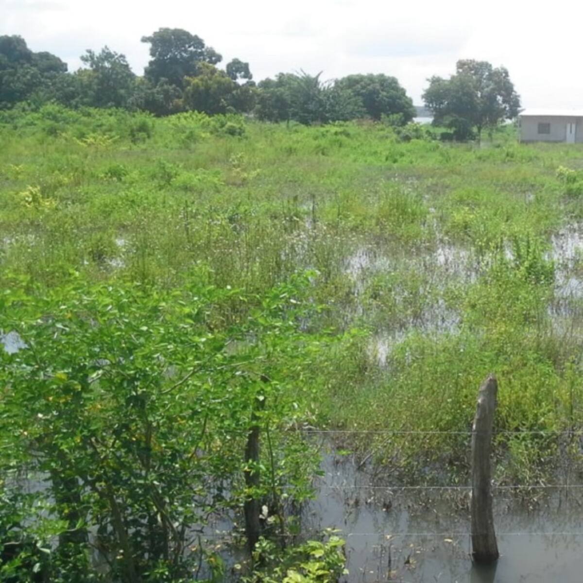 Río Magdalena inundó 90 hectáreas de cultivos en vereda de Palmar de Varela