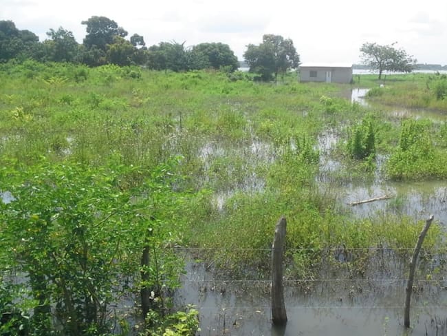 Cultivos inundados por el río Magdalena