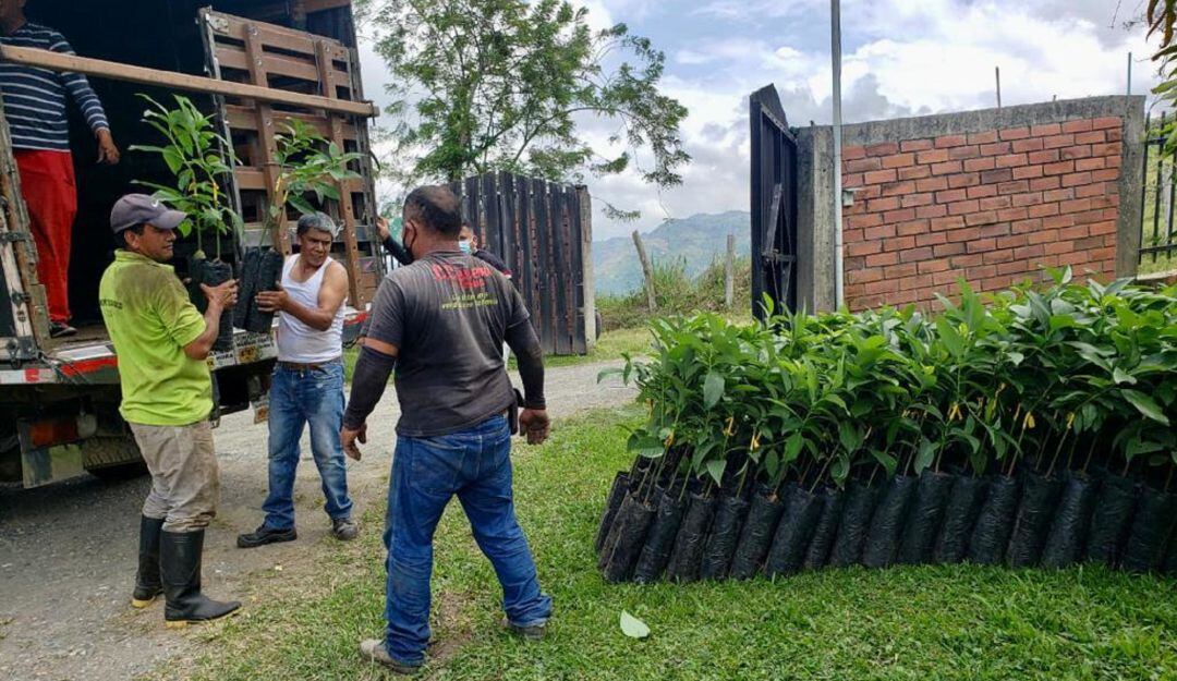 Entrega de plántulas de aguacate a agricultores de Manizales