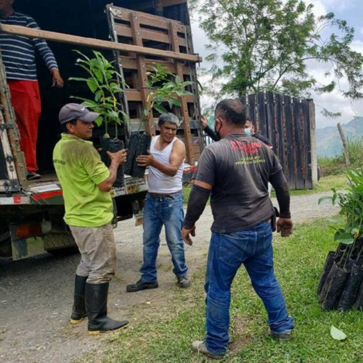 En Manizales entregarán 1.500 plántulas de aguacate a 38 agricultores
