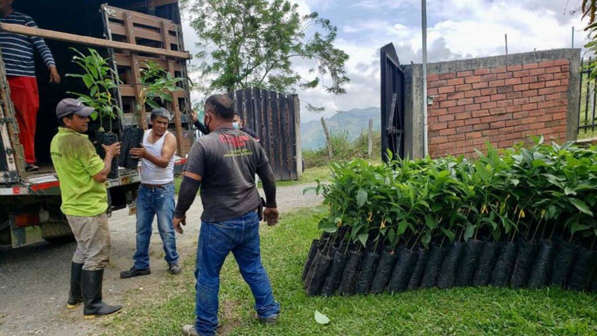 En Manizales entregarán 1.500 plántulas de aguacate a 38 agricultores