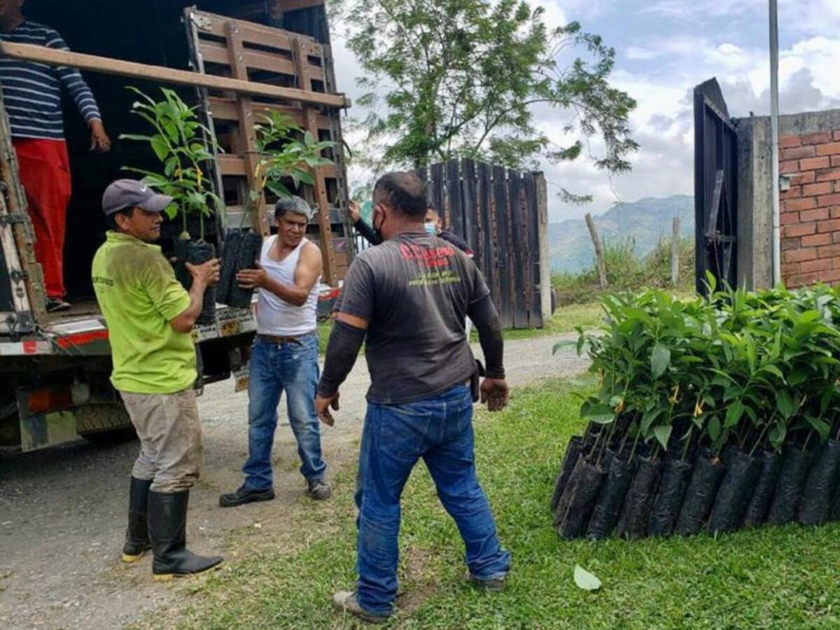 En Manizales entregarán 1.500 plántulas de aguacate a 38 agricultores