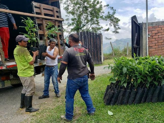Entrega de plántulas de aguacate a agricultores de Manizales