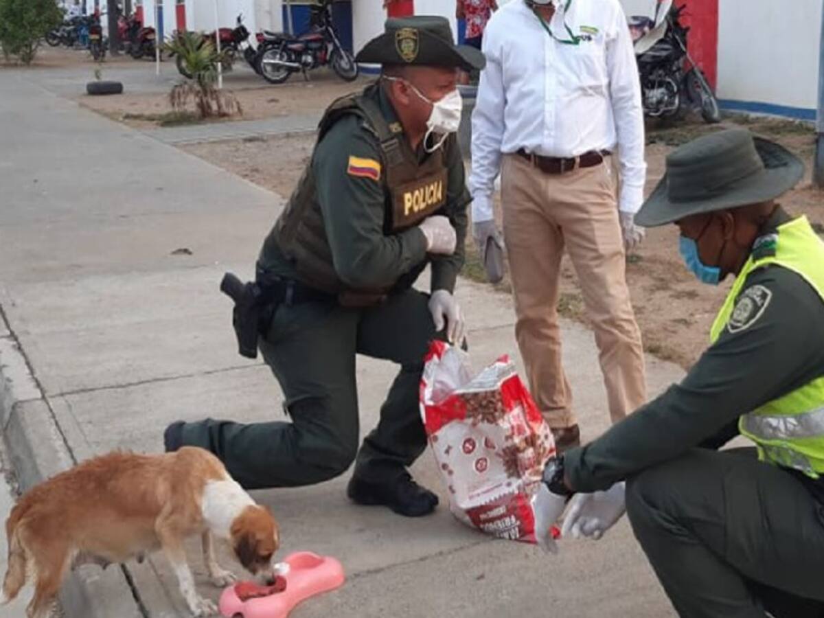 En Montería ayudan a la fauna doméstica durante el periodo de aislamiento
