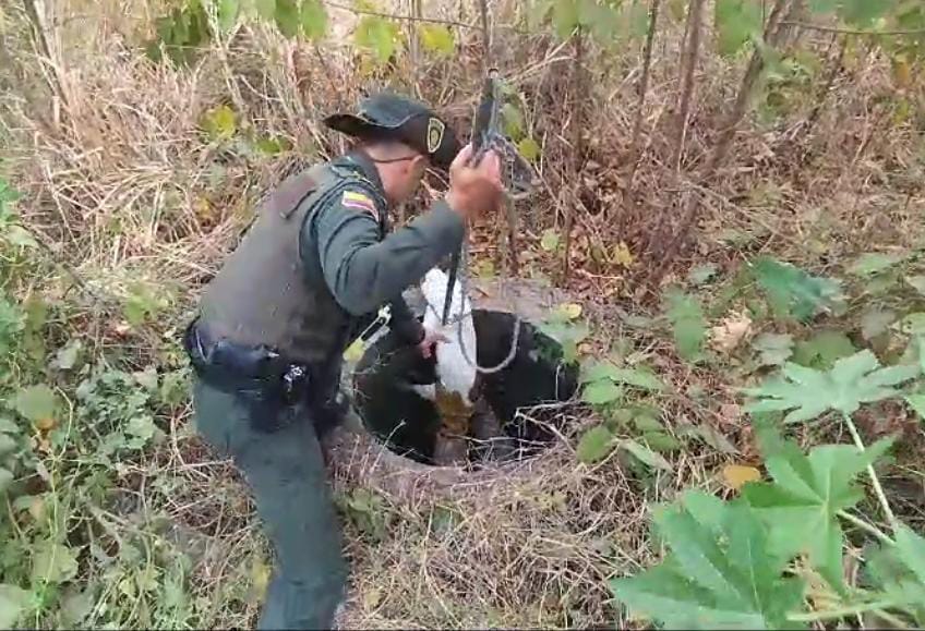 El canino de raza criolla fue devuelto a sus propietarios sano y salvo y ya se encuentra junto con ellos en su lugar de residencia.