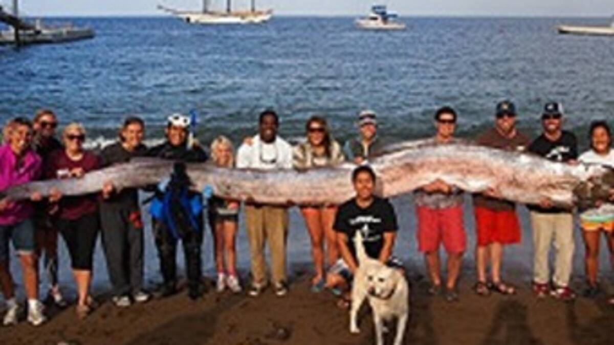 En California hallan pez de más de 5 metros de longitud