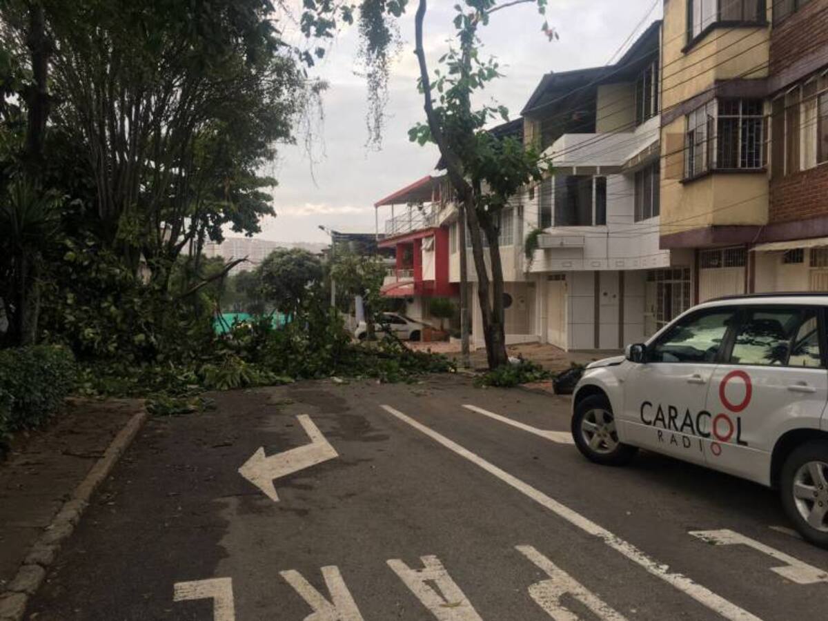 En 53 sectores de Bucaramanga hay problemas por caída de árboles
