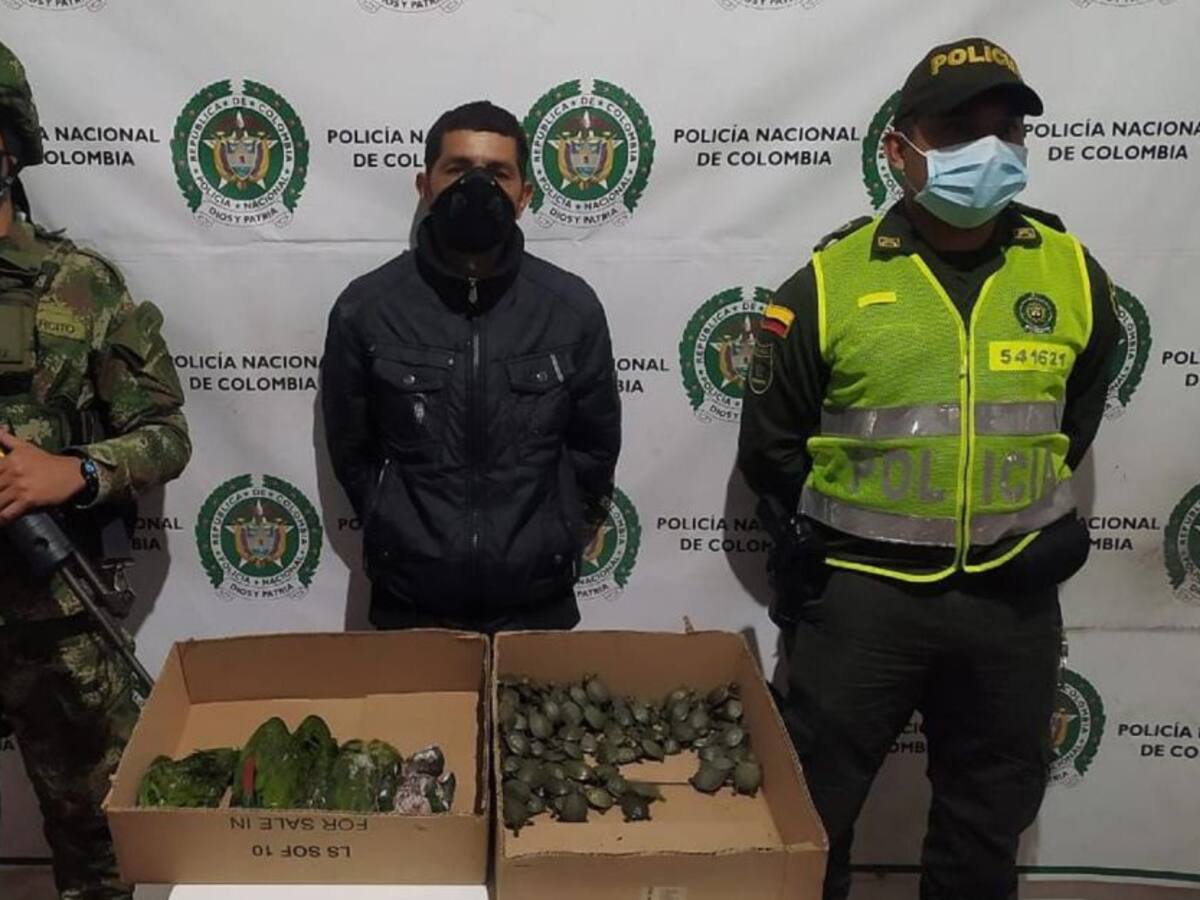 En el Tolima dieron fuerte golpe contra el tráfico de fauna silvestre