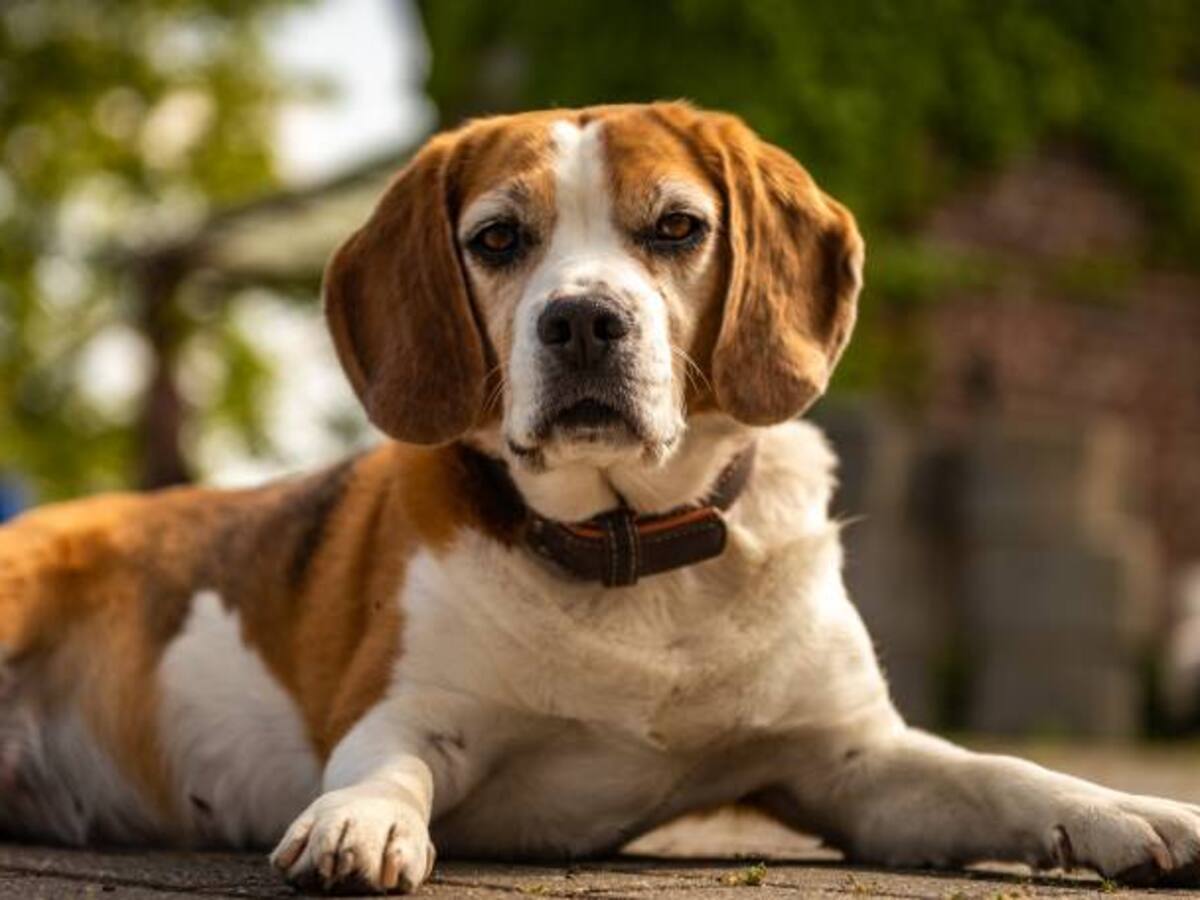 Condenan a hombre por despellejar vivo a un cachorro en Argentina