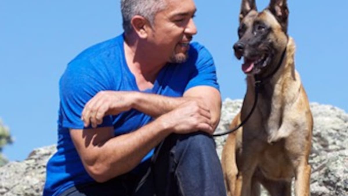 Cesar Millán estará en Colombia con su nuevo show en vivo, “El líder d