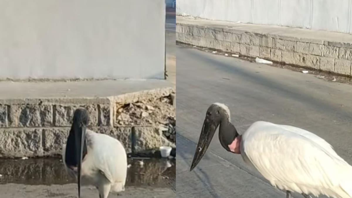 Confirman muerte de cigüeña jaribú: el ave que estuvo recorriendo varios sectores de Barranquilla