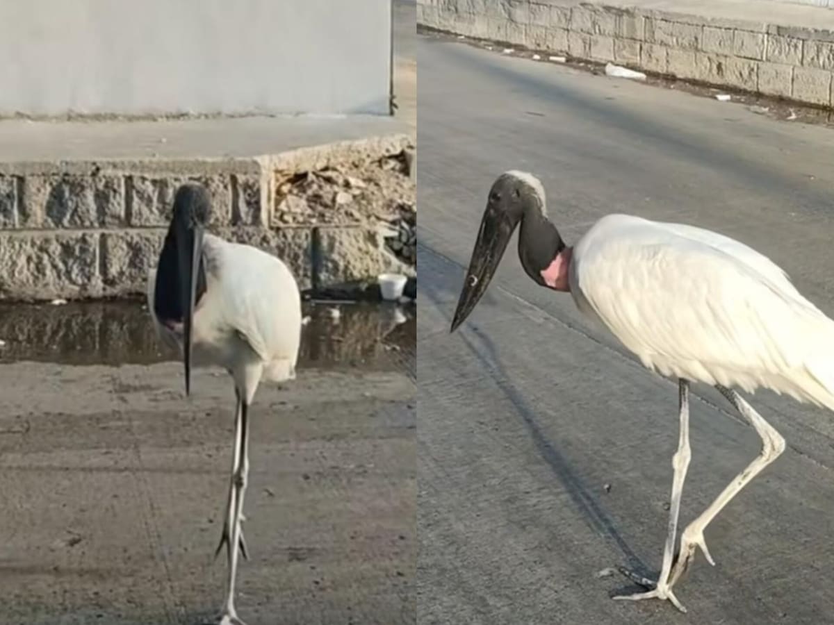 Policía Ambiental indaga causas de la muerte de cigüeña jaribú vista días antes en Barranquilla