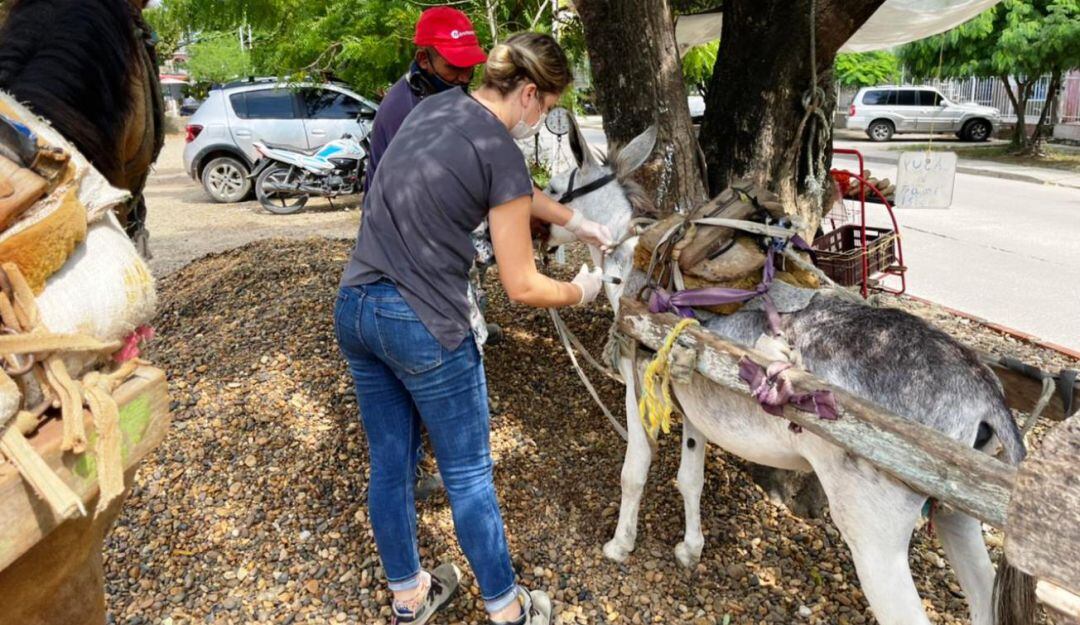 Durante la jornada se capacitó a los propietarios sobre la tenencia responsable de estos animales