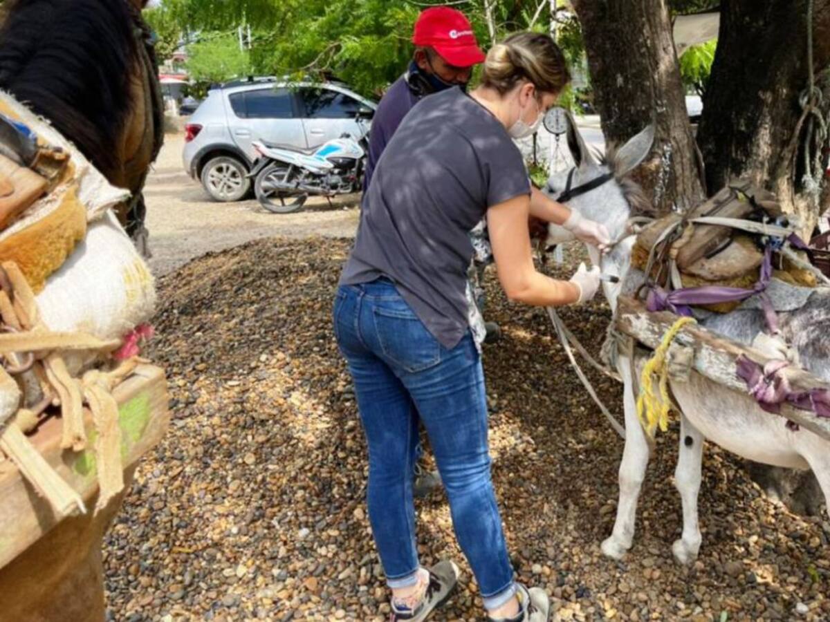 UMATA realiza jornadas de atención a los vehículos de tracción animal