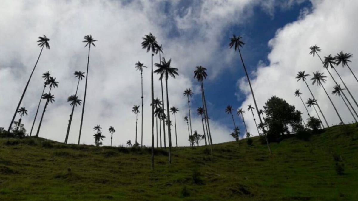Consejo de Estado niega tutela sobre acuerdo contra mega minería en Salento