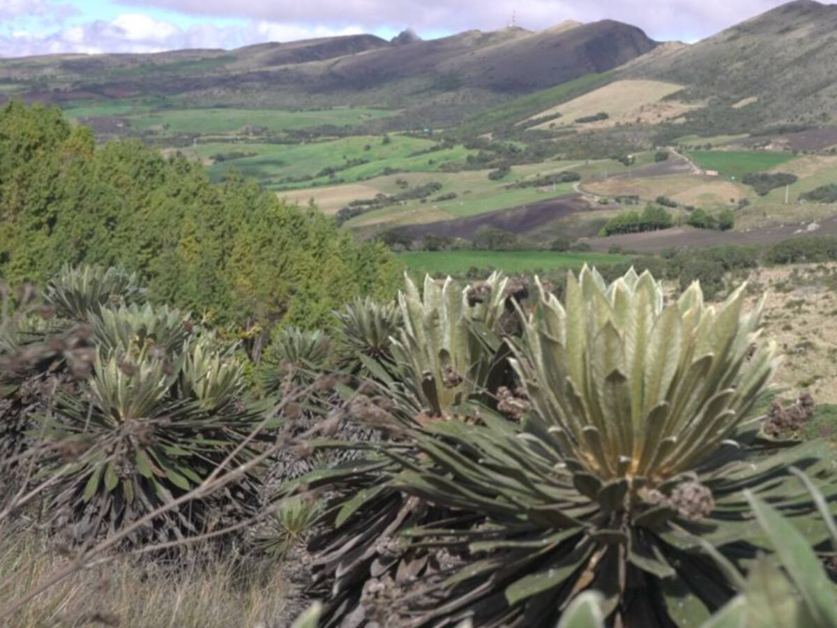 ¿Sabe por qué debemos proteger los páramos?