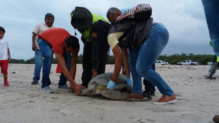 Momento de la liberación de la tortuga verde.