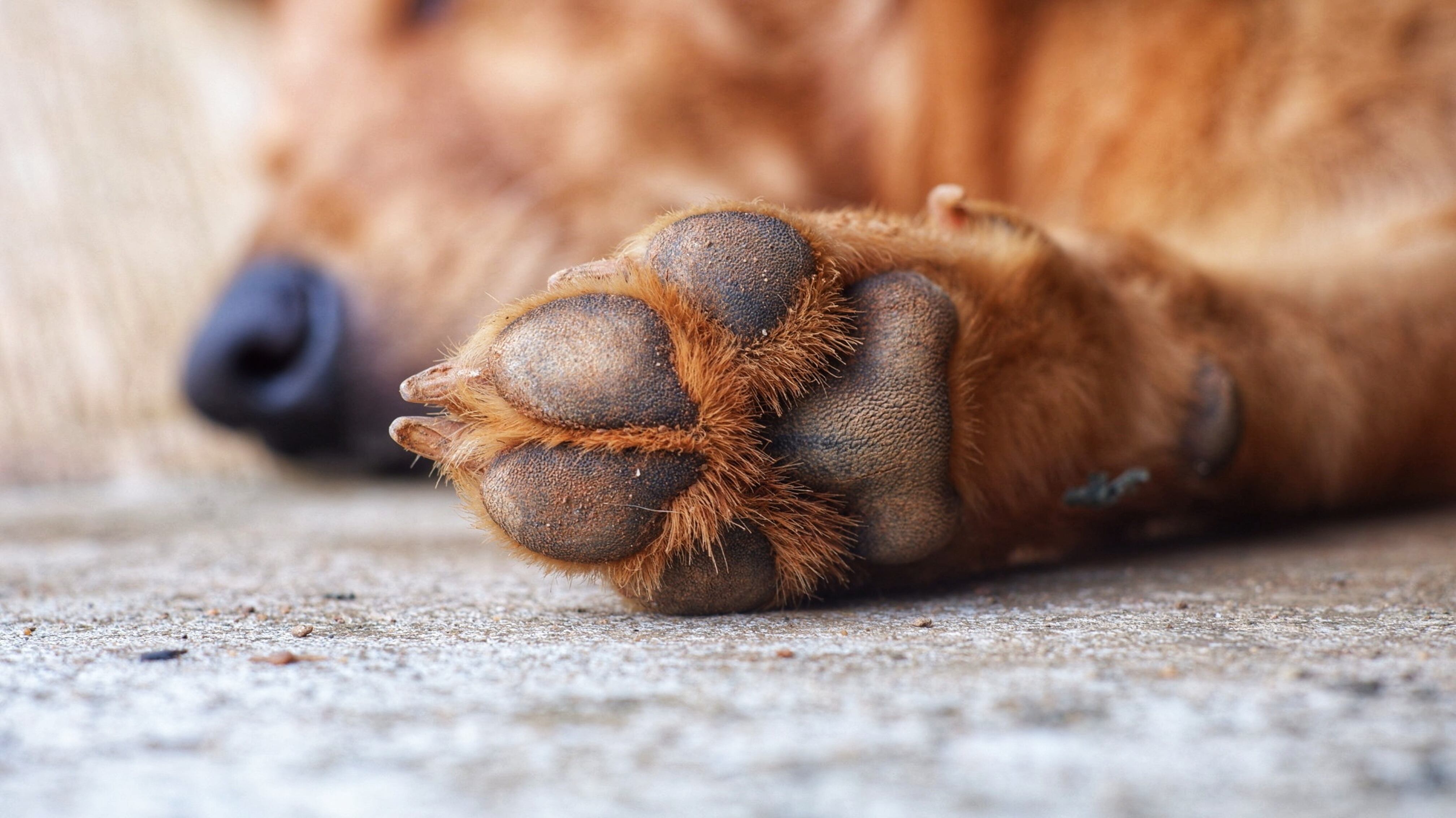 Almohadilla de un perro que duerme (Getty Images)