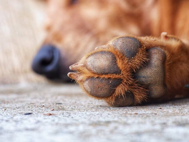 Almohadilla de un perro que duerme (Getty Images)