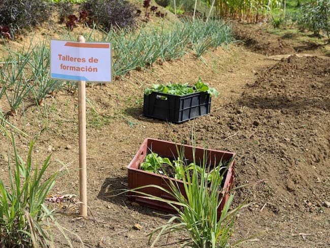En San Cristóbal en Medellín, personas recibieron kits de creación de huertas