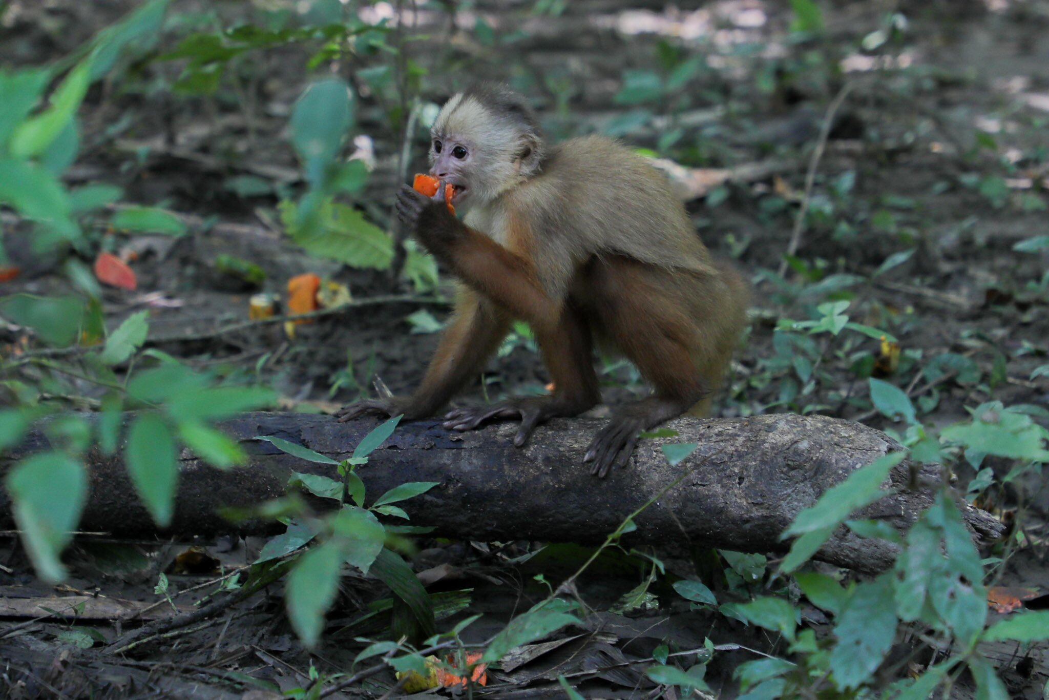 Se liberaron no solo de parte de Corpoboyacá sino también de Corporinoquia. Foto | @Corpoboyaca