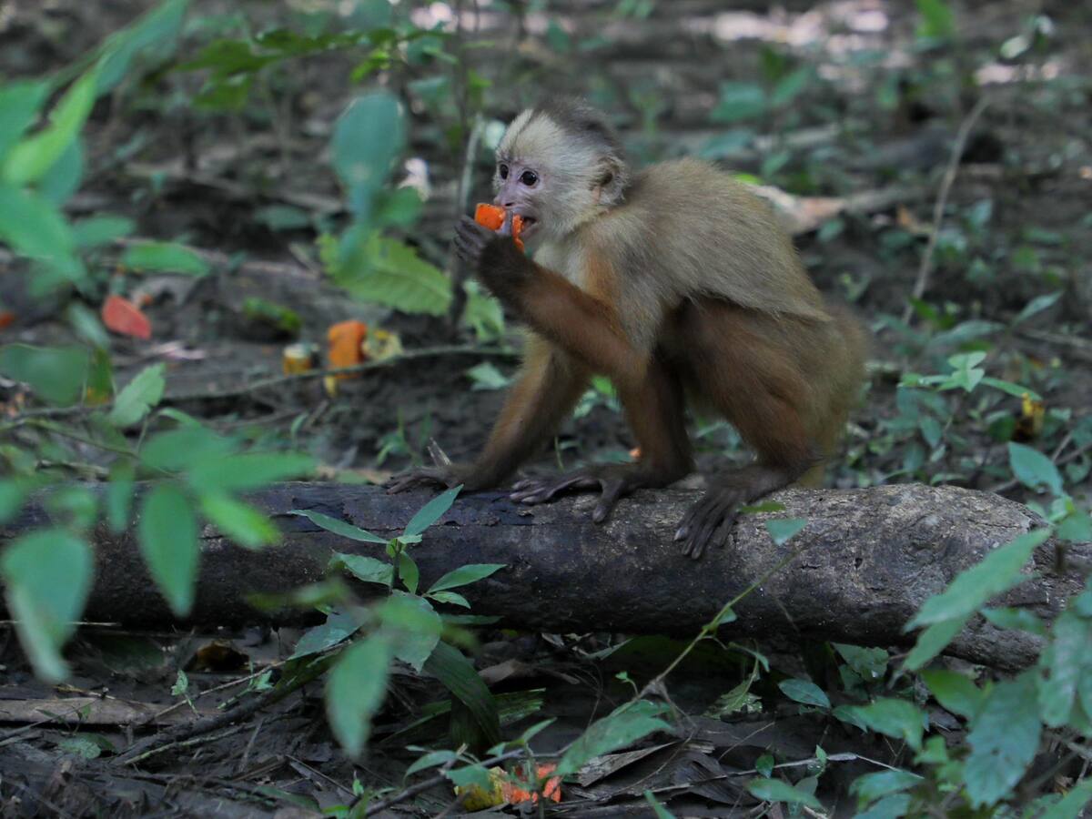 Así fue la expedición para liberar en Vichada, ocho monos rehabilitados en el departamento de Boyacá