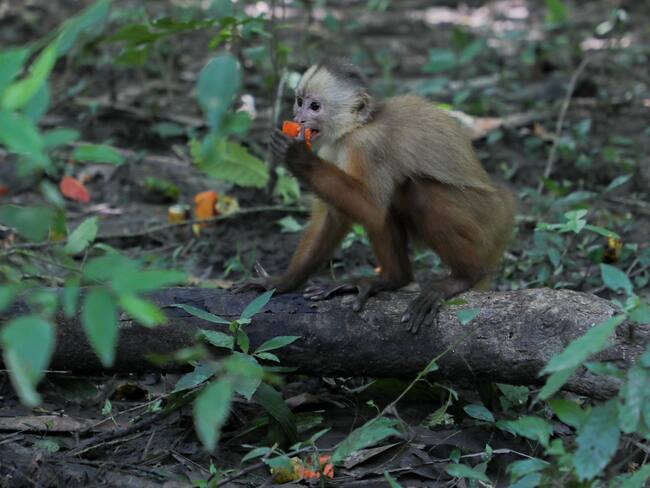 Se liberaron no solo de parte de Corpoboyacá sino también de Corporinoquia. Foto | @Corpoboyaca