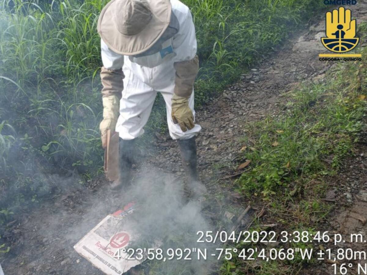 Ocho personas afectadas por ataque de abejas africanizadas en Córdoba