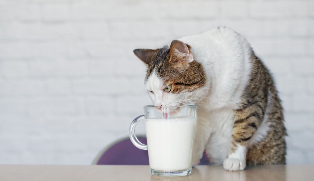 La leche es perjudicial para los gatos 