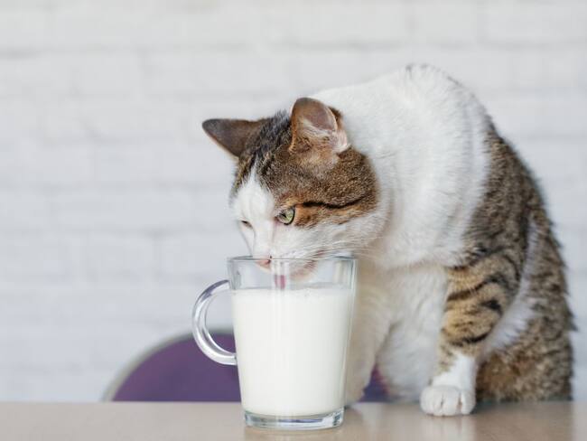 La leche es perjudicial para los gatos 