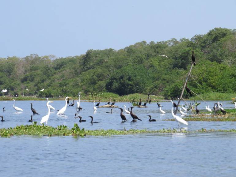 Fotografía Birding Santa Marta