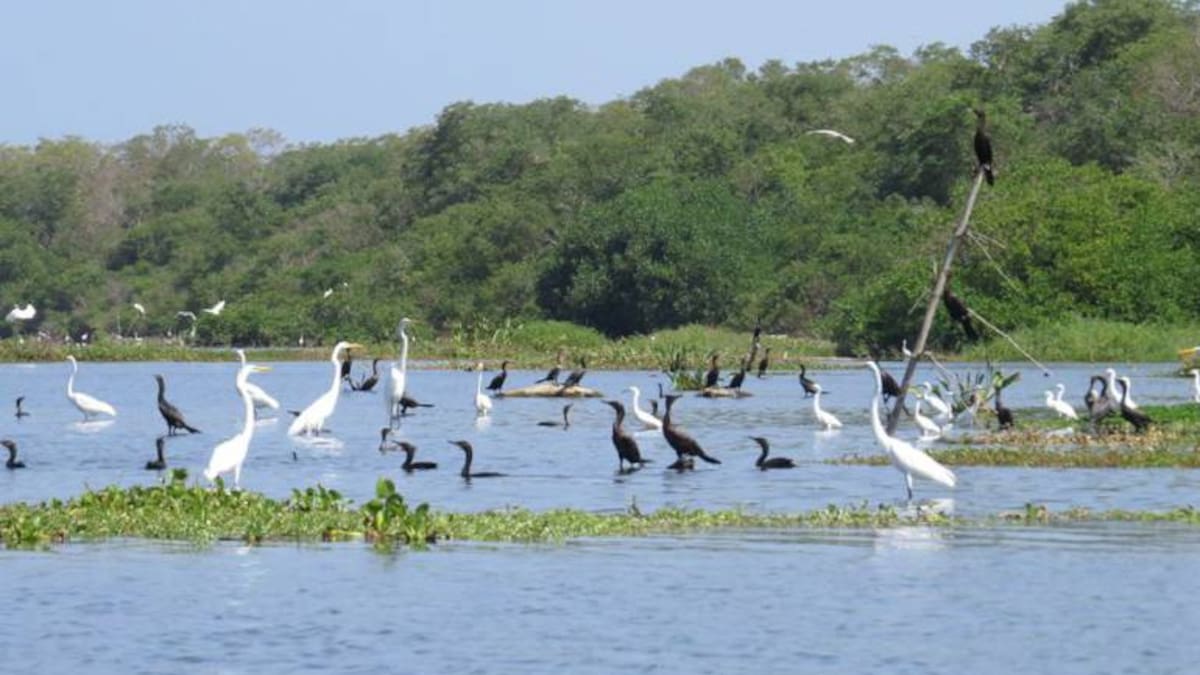 Avistamiento de aves, la alternativa de turismo del Magdalena en posconflicto