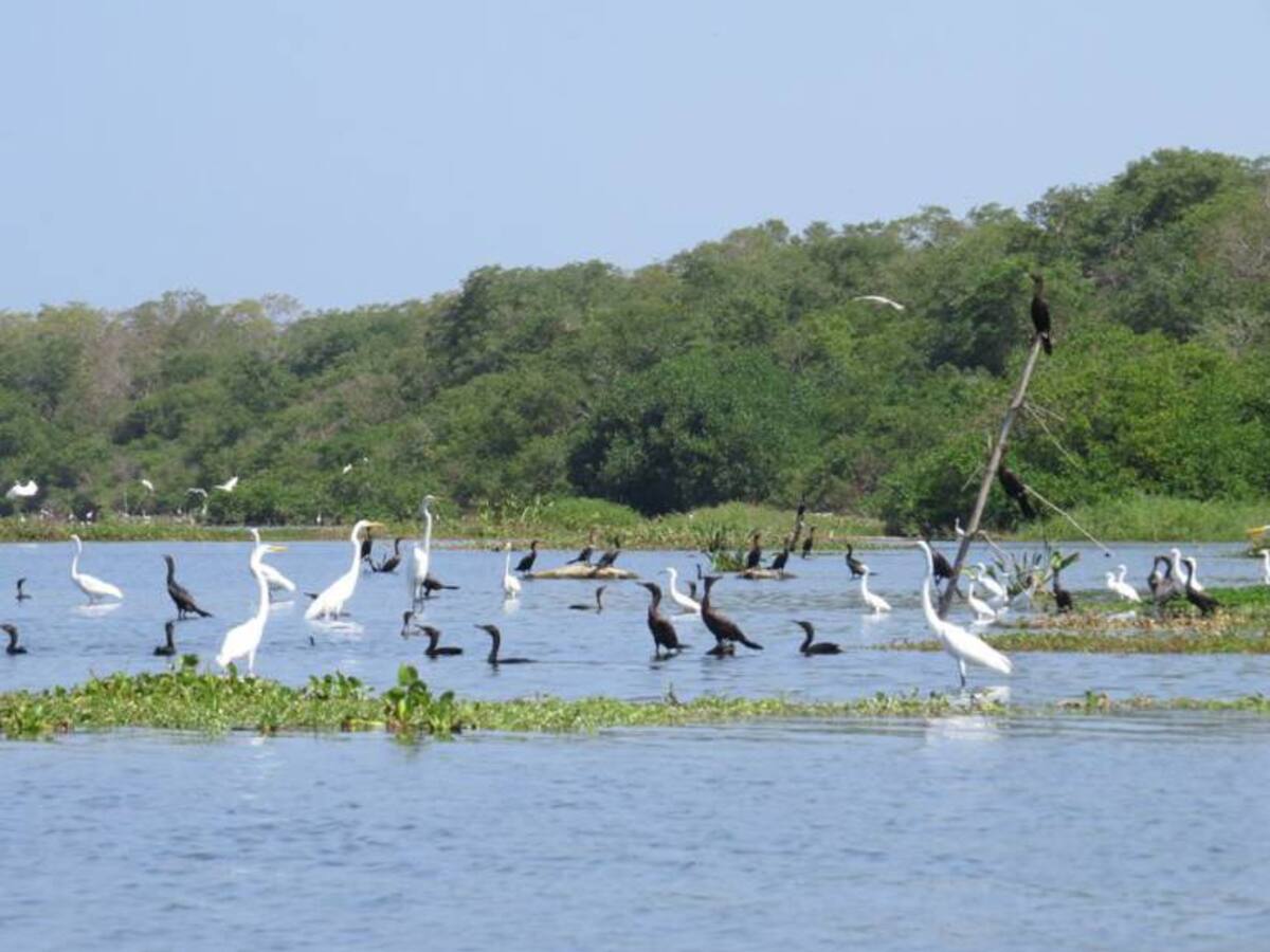 Avistamiento de aves, la alternativa de turismo del Magdalena en posconflicto