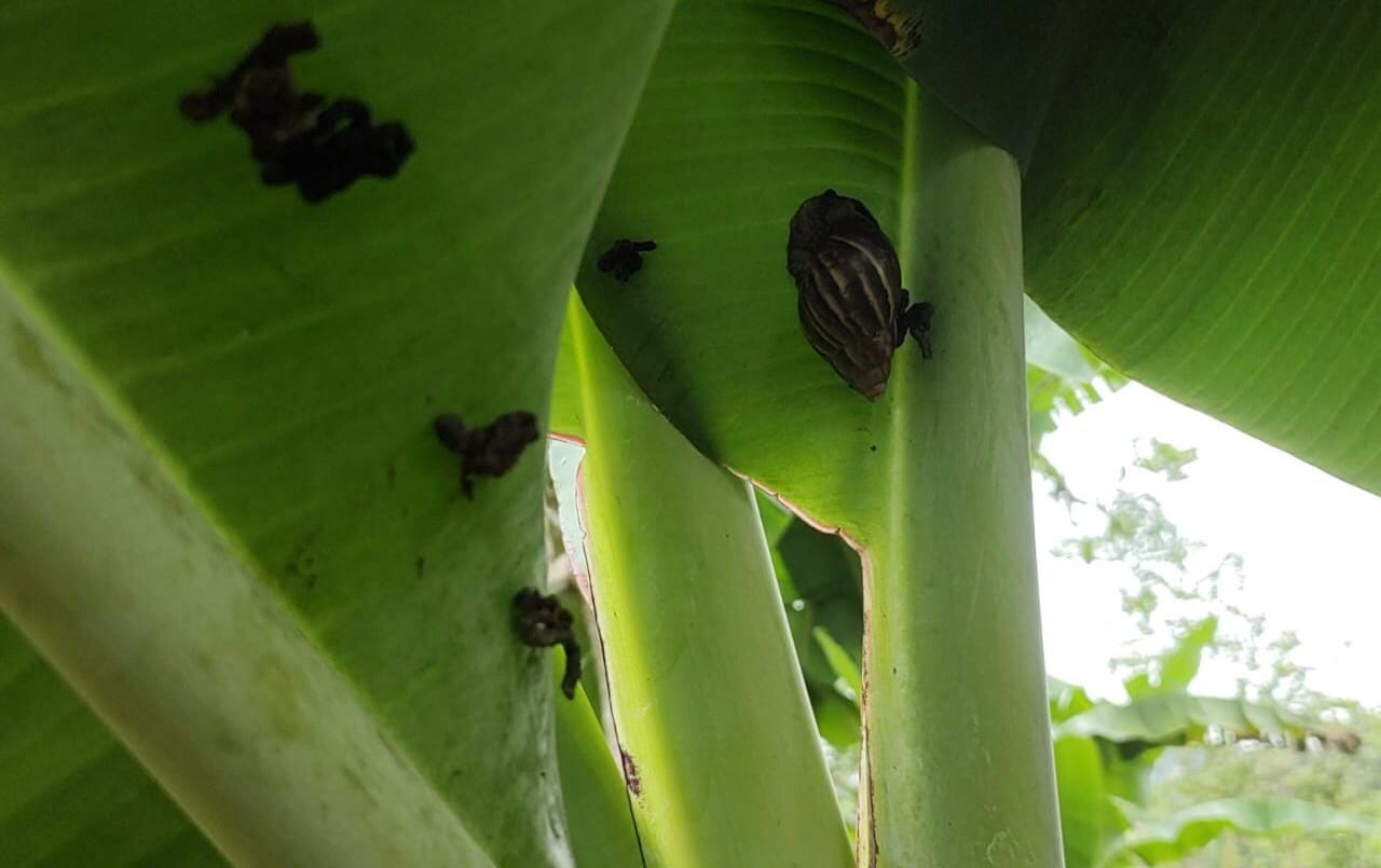 Caracoles Africanos en Antioquia. Foto: Corantioquia.