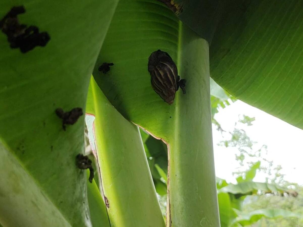 Alerta en el norte de Antioquia por captura de 80 caracoles gigantes africanos en Gómez Plata