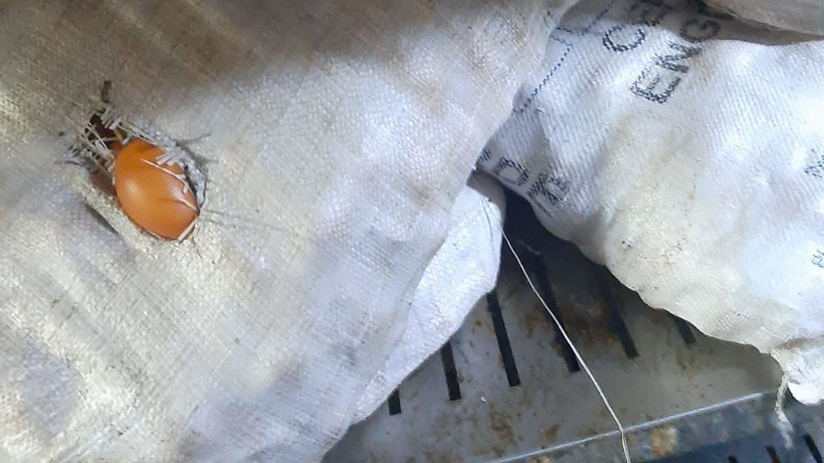 Alerta sobre alimentos en descomposición en la cárcel de Combita