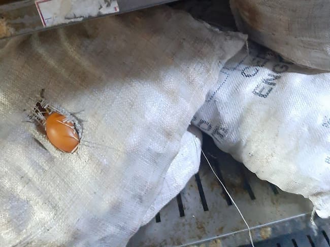 Una grave problemática ha sacado a la luz la Procuraduría General de la Nación con relación a la alimentación que se les está ofreciendo a los internos de la cárcel.