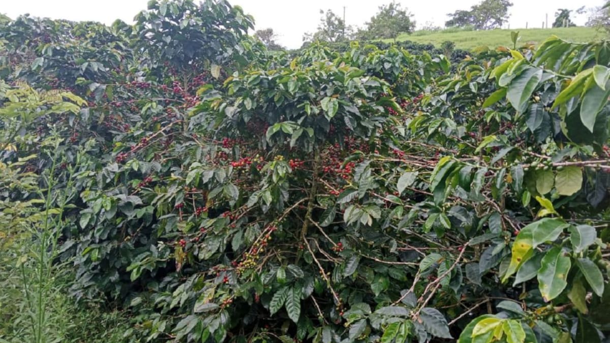 Faber Buitrago cafetero del Quindío