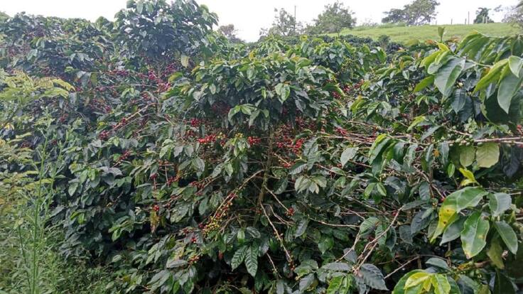 Faber Buitrago cafetero del Quindío