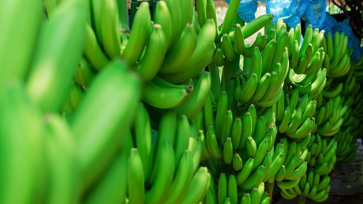 Agrosavia comprometido con la seguridad alimentaria del Caribe colombiano