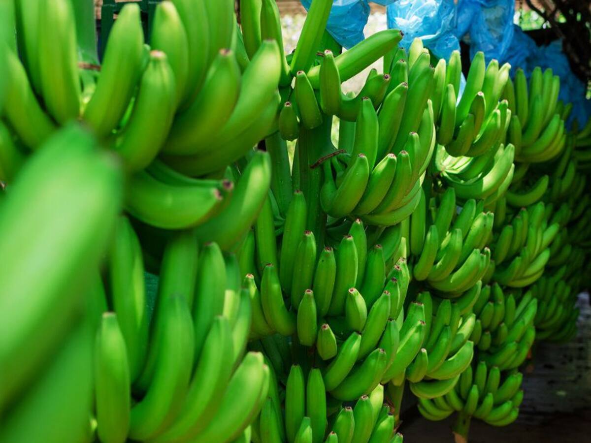 Agrosavia comprometido con la seguridad alimentaria del Caribe colombiano
