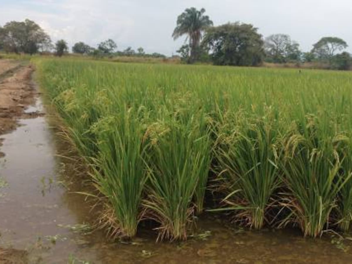 “Cobro de Tasa de Uso de Agua, pone en riesgo a productores de arroz en el Tolima”: ASOPRADO